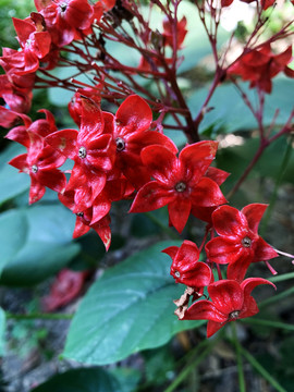 狀元紅網(wǎng)，揭秘4987精準(zhǔn)資料的秘密，狀元紅網(wǎng)揭秘，精準(zhǔn)資料4987背后的秘密
