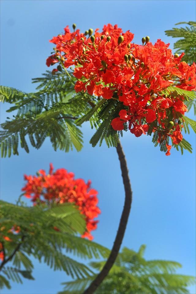 狀元紅，揭秘4987最準(zhǔn)最快的秘密武器，狀元紅，揭秘最準(zhǔn)最快的秘密武器 4987