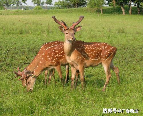 最新版本的6566cc澳彩資料大全介紹及特色功能解析，最新6566cc澳彩資料大全介紹與特色功能深度解析