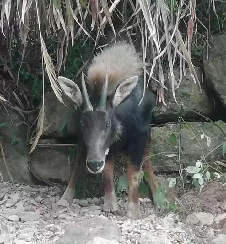 揭秘四不像一肖圖王中王身份之謎——探尋背后的神秘人物，揭秘四不像一肖圖王中王背后的神秘人物身份之謎