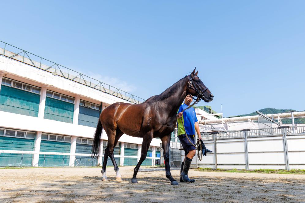 香港賽馬，77777與88888的激情碰撞，香港賽馬盛宴，激情碰撞的77777與88888對決