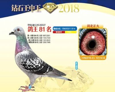 王中王四馬一肖，探尋背后的故事與奧秘，王中王四馬一肖，背后的故事與奧秘探尋