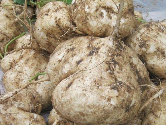 孕婦飲食需謹(jǐn)慎，孕婦不可以吃什么水果，孕婦飲食需謹(jǐn)慎，孕婦不宜食用的水果種類解析