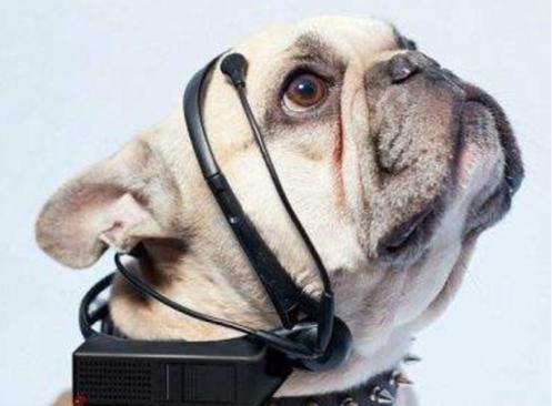 揭秘十二生肖之王，揭秘圖王中王背后的秘密與生肖動(dòng)物圖王風(fēng)采，揭秘十二生肖之王，圖王背后的秘密與生肖動(dòng)物風(fēng)采展示