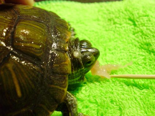 男性健康中的常見問題