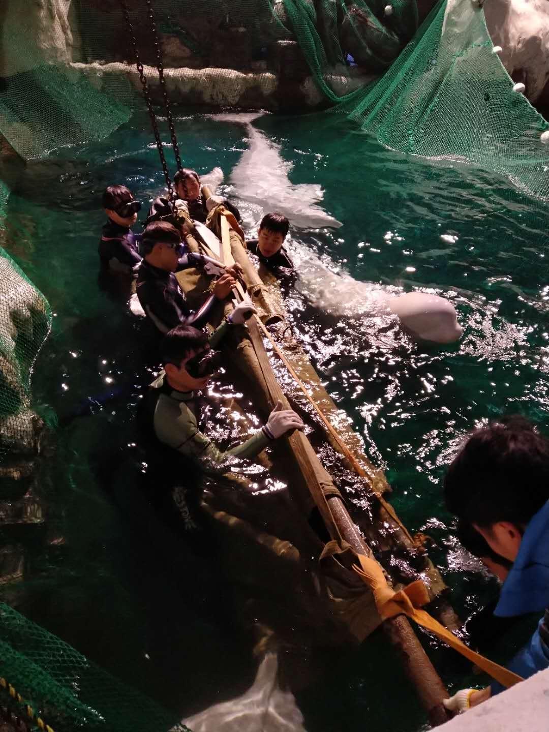 杭州極地海洋公園門票價(jià)格詳解，多少錢一張？，杭州極地海洋公園門票價(jià)格全解析，費(fèi)用究竟是多少？