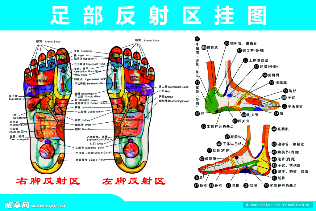 腳底穴位圖，揭示身體健康的秘密通道，腳底穴位圖，揭示身體秘密通道與健康關(guān)聯(lián)