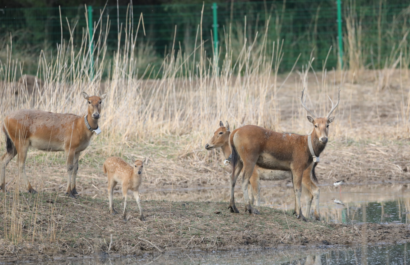 家婆王中王一肖四不像，深度解讀與SEO優(yōu)化策略，家婆王中王一肖四不像，深度解析與SEO優(yōu)化攻略