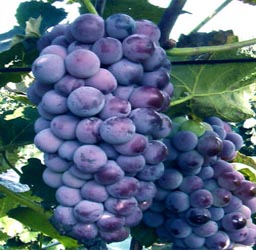 葡萄京王中王一肖，探索關鍵詞背后的故事，葡萄京王中王一肖，揭秘關鍵詞背后的傳奇故事