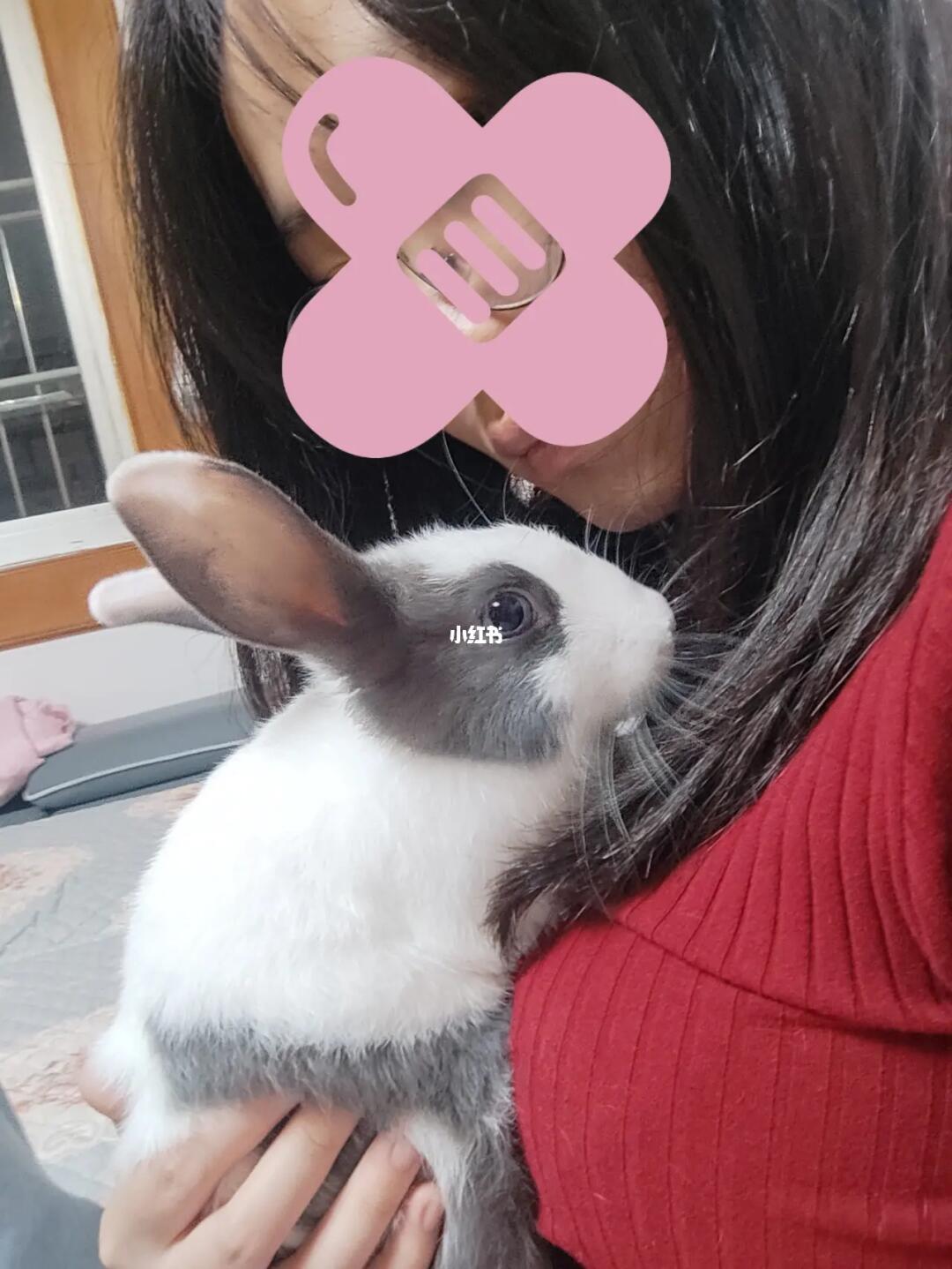 探索美食之旅，如何優(yōu)雅地享受小兔子美食——一種獨特的姿勢分享，優(yōu)雅品味小兔子美食，一場獨特的美食探索之旅