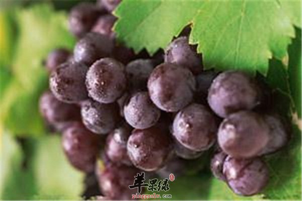 孕婦能否吃葡萄？營養(yǎng)專家為您解答疑惑，孕婦可以吃葡萄嗎？營養(yǎng)專家解答關于孕婦飲食的疑惑