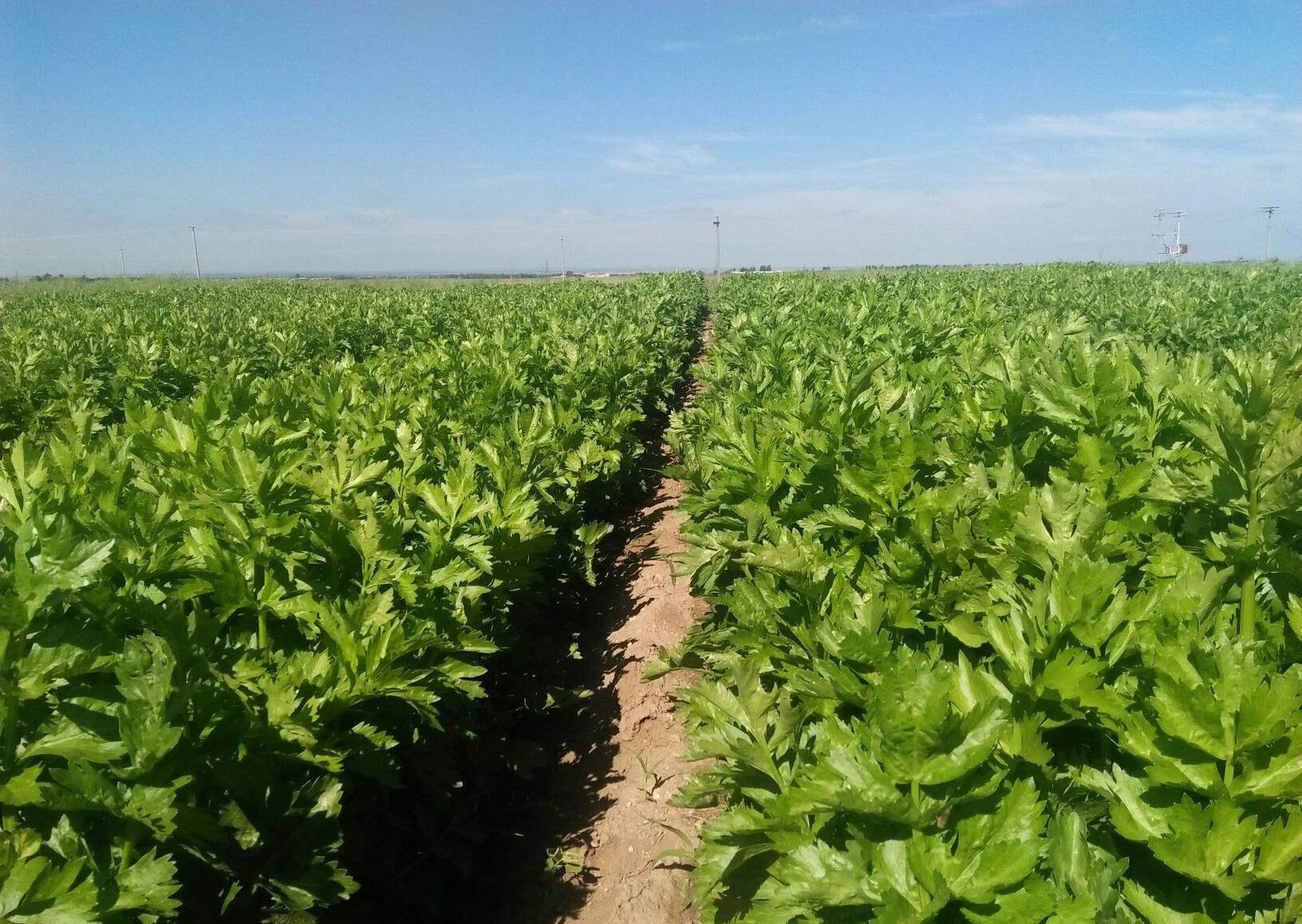 第一名降血脂蔬菜，探索健康秘密的寶藏，探索健康寶藏，第一名降血脂蔬菜揭秘