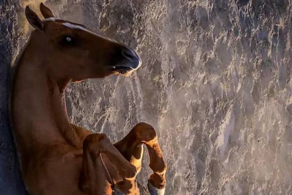 揭秘彩票背后的秘密，揭秘王中王四不像出一肖背后的奧秘，揭秘彩票王中王四不像出一肖背后的神秘秘密