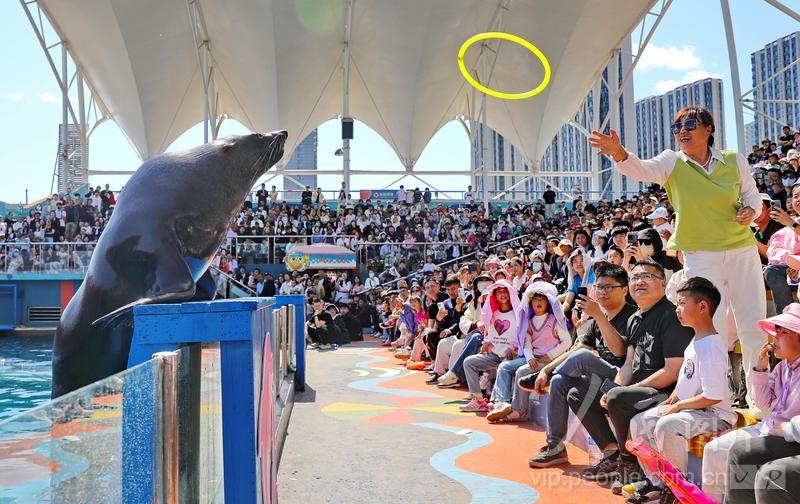 新澳2025今晚開獎結(jié)果揭曉，期待與驚喜交織的時刻，新澳2025今晚開獎結(jié)果揭曉，期待與驚喜的時刻來臨